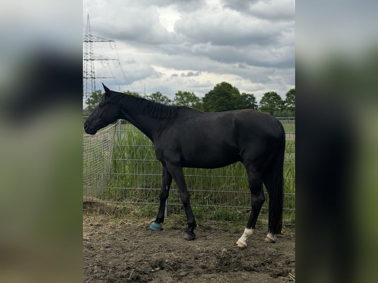 Oldenburgo Caballo castrado 5 años 165 cm Negro in Gelsenkirchen