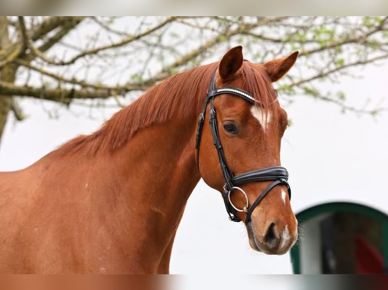 Oldenburgo Caballo castrado 5 años 166 cm Alazán in Haag am Hausruck