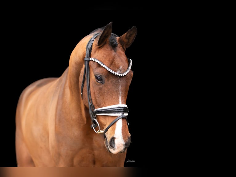 Oldenburgo Caballo castrado 5 años 166 cm Castaño in Lehrberg