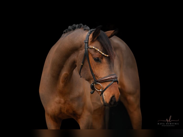 Oldenburgo Caballo castrado 5 años 166 cm Castaño in Wehringen