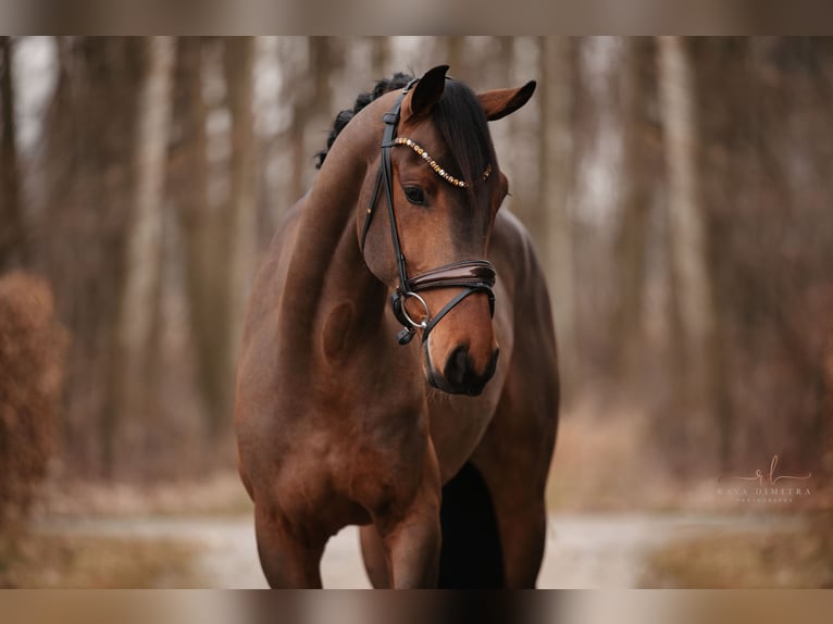 Oldenburgo Caballo castrado 5 años 166 cm Castaño in Wehringen