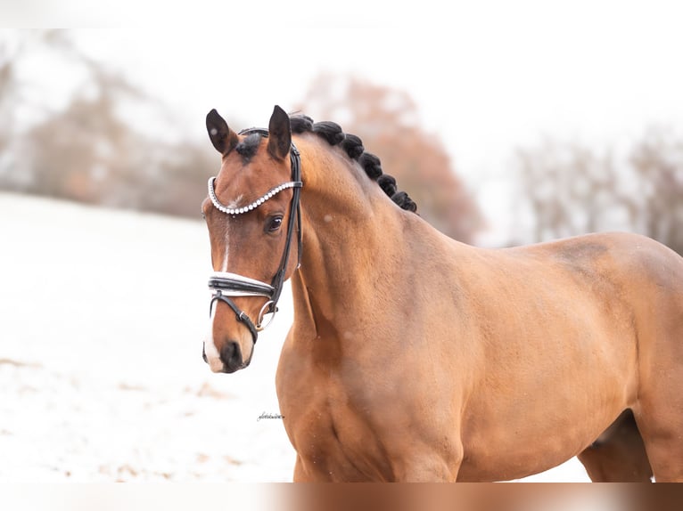 Oldenburgo Caballo castrado 5 años 166 cm Castaño in Lehrberg