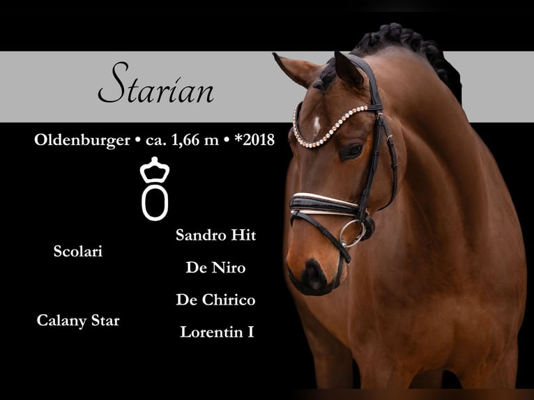 Oldenburgo Caballo castrado 5 años 166 cm Castaño oscuro in Wehringen