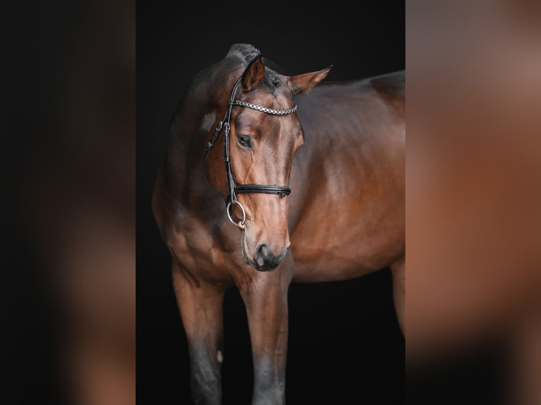 Oldenburgo Caballo castrado 5 años 166 cm Castaño oscuro in Zduchovice