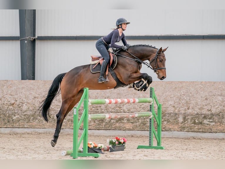Oldenburgo Caballo castrado 5 años 166 cm Castaño oscuro in Zduchovice