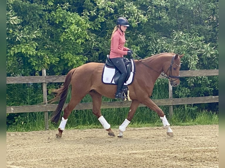 Oldenburgo Caballo castrado 5 años 167 cm Alazán in Hude (Oldenburg)