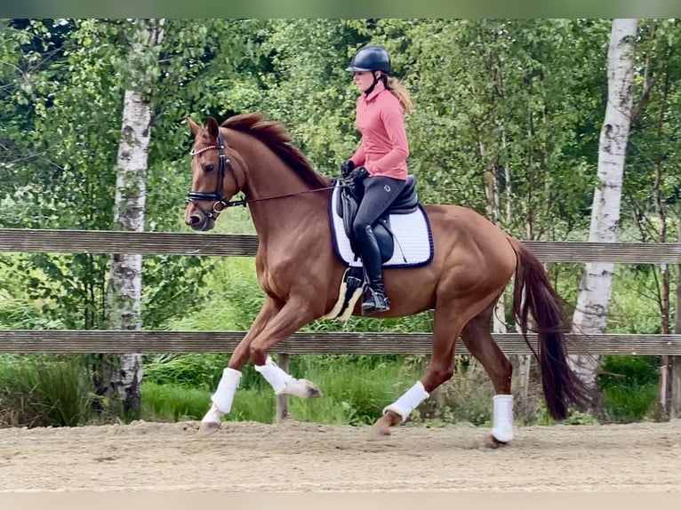Oldenburgo Caballo castrado 5 años 167 cm Alazán in Hude (Oldenburg)