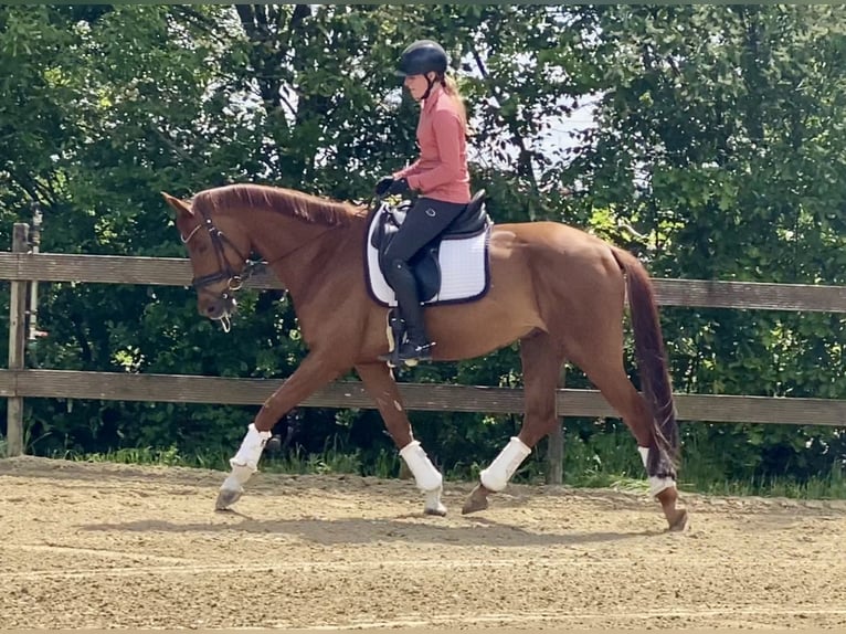 Oldenburgo Caballo castrado 5 años 167 cm Alazán in Hude (Oldenburg)