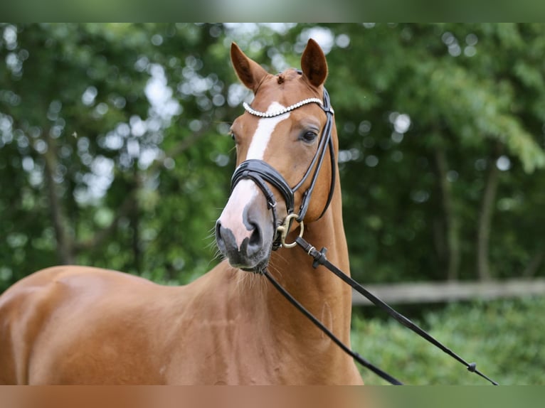 Oldenburgo Caballo castrado 5 años 167 cm Alazán in Hatten