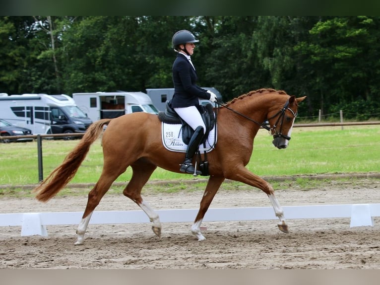 Oldenburgo Caballo castrado 5 años 167 cm Alazán in Hatten