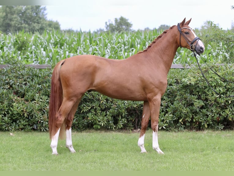 Oldenburgo Caballo castrado 5 años 167 cm Alazán in Hatten