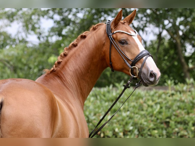 Oldenburgo Caballo castrado 5 años 167 cm Alazán in Hatten