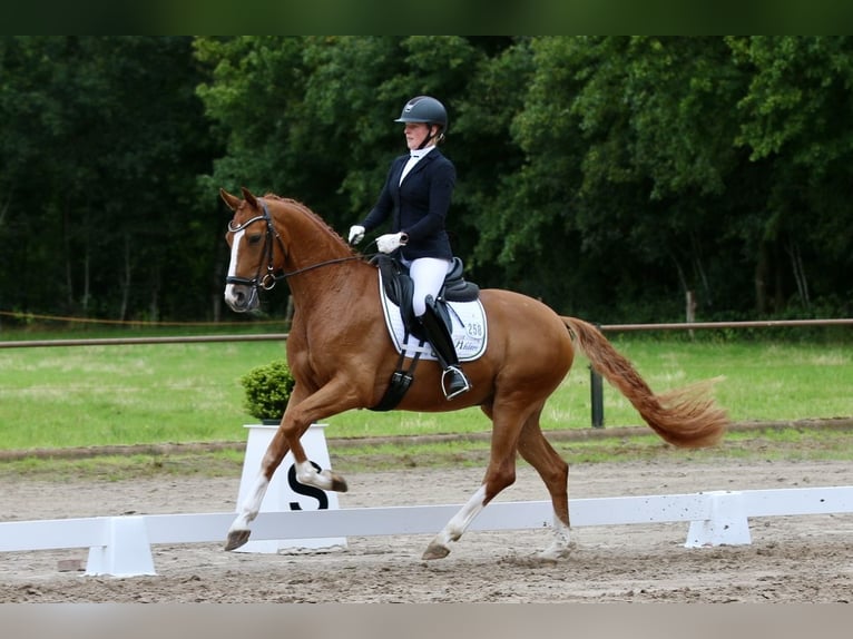 Oldenburgo Caballo castrado 5 años 167 cm Alazán in Hatten