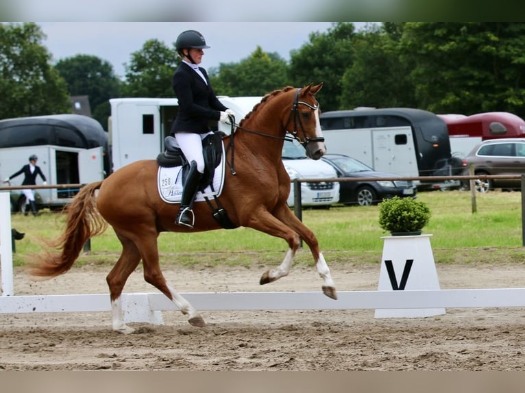 Oldenburgo Caballo castrado 5 años 167 cm Alazán in Hatten