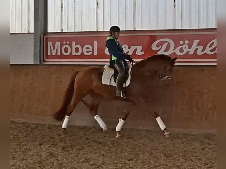 Oldenburgo Caballo castrado 5 años 167 cm Alazán in Elmlohe