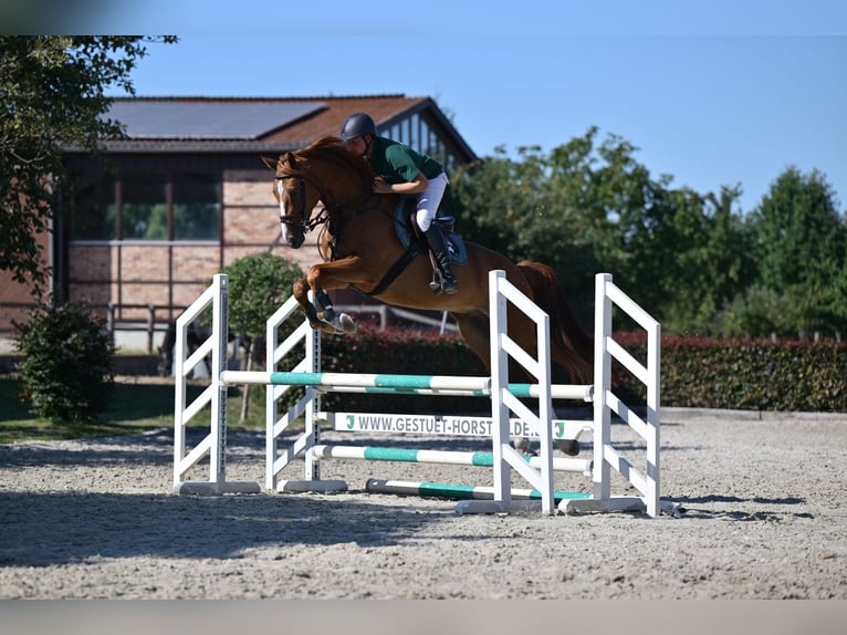 Oldenburgo Caballo castrado 5 años 167 cm Alazán in Saalow