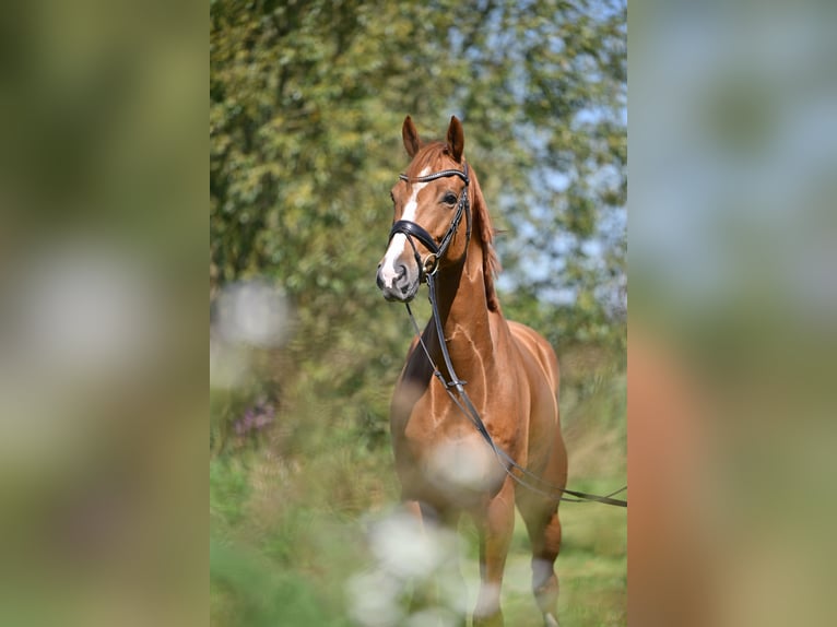 Oldenburgo Caballo castrado 5 años 167 cm Alazán in Saalow