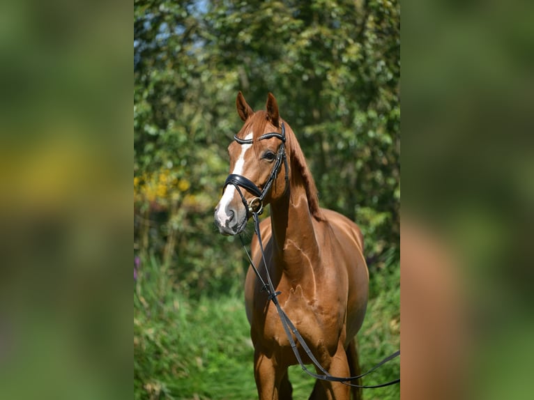 Oldenburgo Caballo castrado 5 años 167 cm Alazán in Saalow