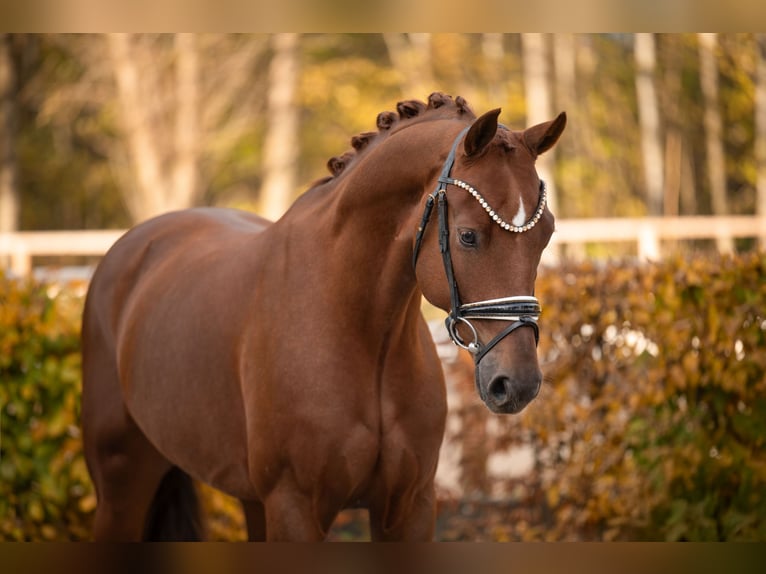 Oldenburgo Caballo castrado 5 años 167 cm Alazán-tostado in Wehringen Oldenburgo Caballo castrado 5 años 167 cm Alazán-tostado in Wehringen