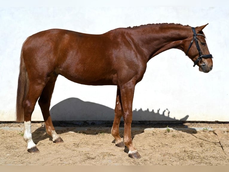 Oldenburgo Caballo castrado 5 años 167 cm Alazán-tostado in Prague