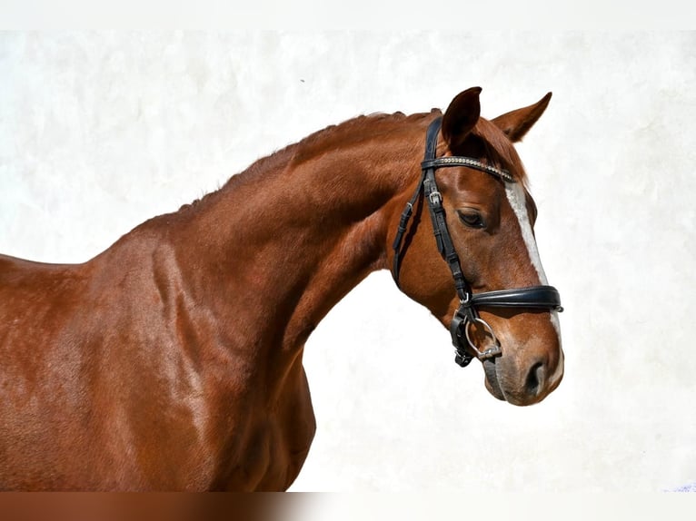 Oldenburgo Caballo castrado 5 años 167 cm Alazán-tostado in Prague