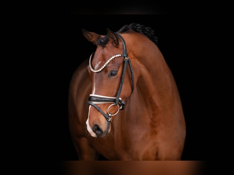 Oldenburgo Caballo castrado 5 años 167 cm Castaño in Wehringen