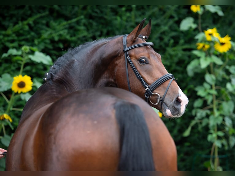 Oldenburgo Caballo castrado 5 años 167 cm Castaño in Damme