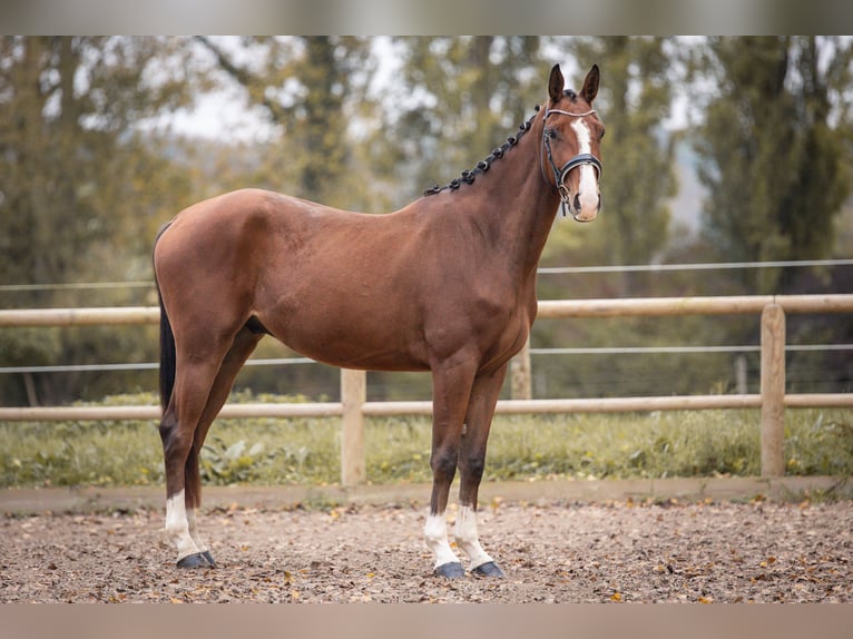 Oldenburgo Caballo castrado 5 años 167 cm Castaño in Steinbrunn le bas