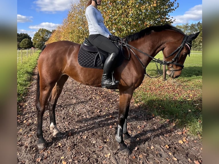 Oldenburgo Caballo castrado 5 años 167 cm Castaño in Edewecht