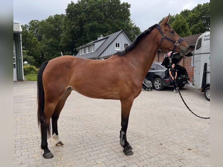 Oldenburgo Caballo castrado 5 años 167 cm Castaño in Edewecht