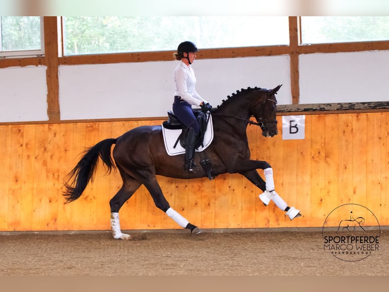 Oldenburgo Caballo castrado 5 años 167 cm Castaño oscuro in Garstedt