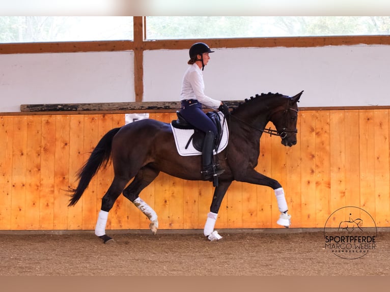 Oldenburgo Caballo castrado 5 años 167 cm Castaño oscuro in Garstedt