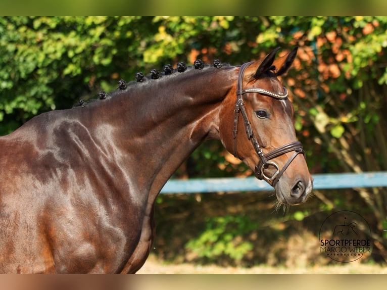 Oldenburgo Caballo castrado 5 años 167 cm Castaño oscuro in Garstedt