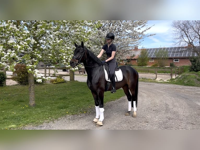 Oldenburgo Caballo castrado 5 años 167 cm Castaño oscuro in Damme