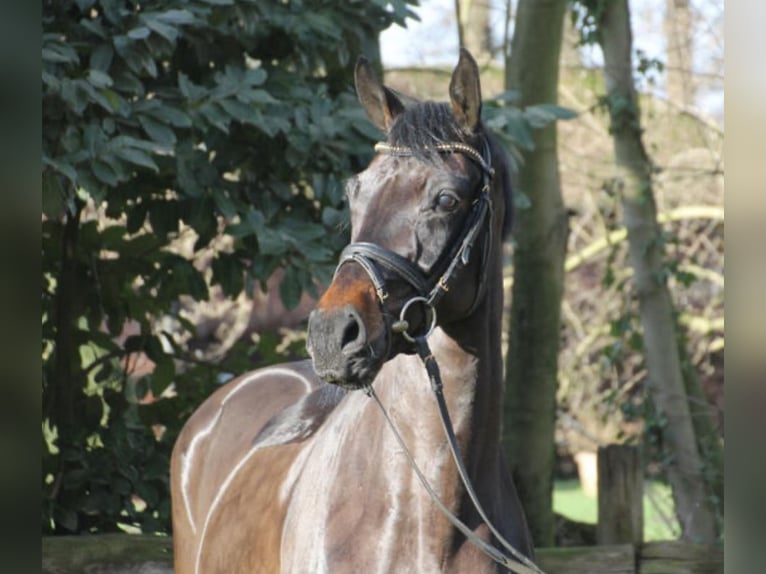 Oldenburgo Caballo castrado 5 años 167 cm Castaño oscuro in Damme