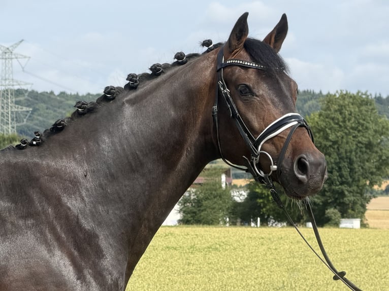 Oldenburgo Caballo castrado 5 años 167 cm Castaño oscuro in Riedlingen