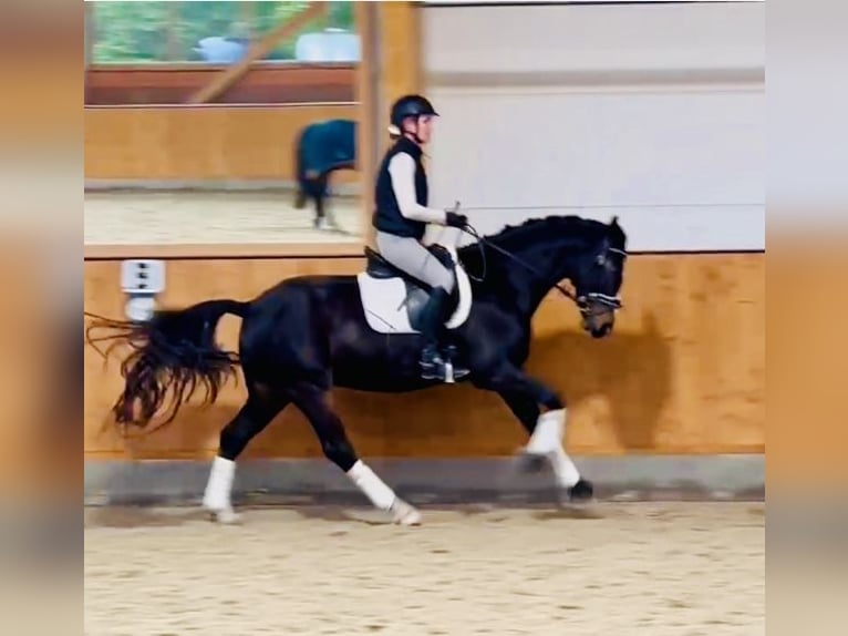 Oldenburgo Caballo castrado 5 años 167 cm Castaño oscuro in Quickborn