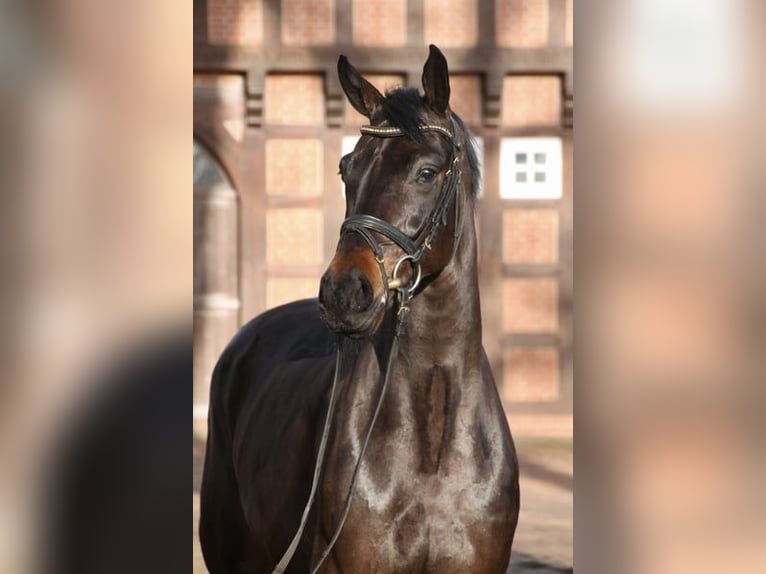 Oldenburgo Caballo castrado 5 años 167 cm Morcillo in Damme