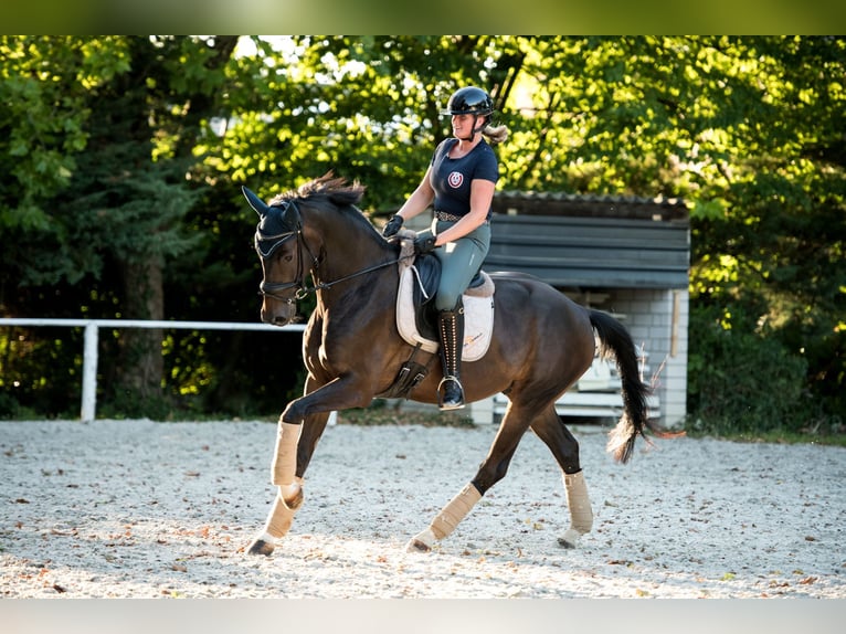 Oldenburgo Caballo castrado 5 años 167 cm Morcillo in Eschweiler