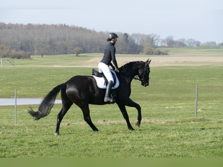 Oldenburgo Caballo castrado 5 años 167 cm Negro in Ganschow