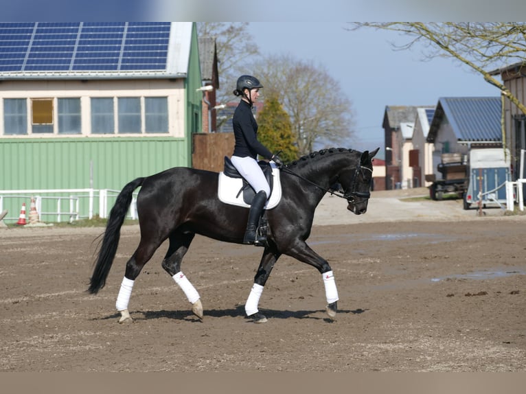 Oldenburgo Caballo castrado 5 años 167 cm Negro in Ganschow