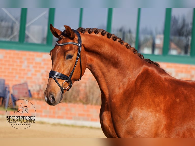 Oldenburgo Caballo castrado 5 años 168 cm Alazán in Bramsche