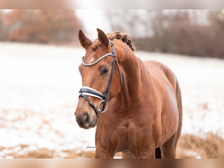 Oldenburgo Caballo castrado 5 años 168 cm Alazán in Lehrberg