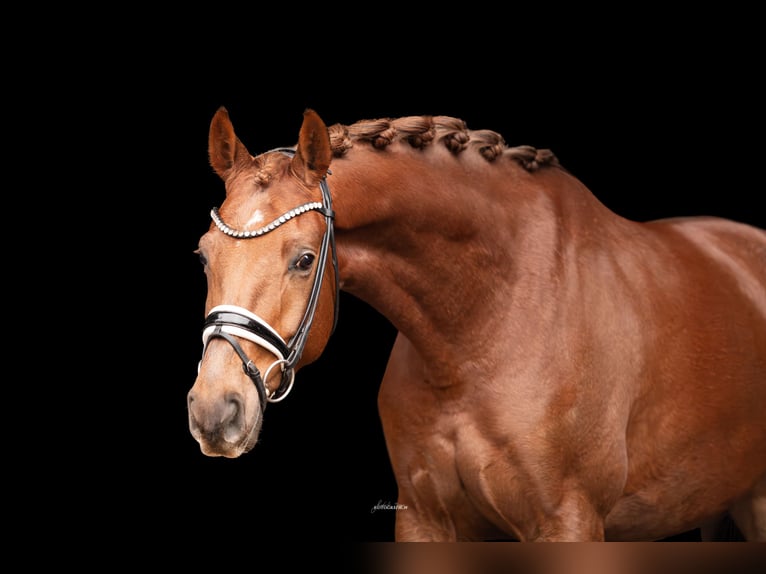 Oldenburgo Caballo castrado 5 años 168 cm Alazán in Lehrberg