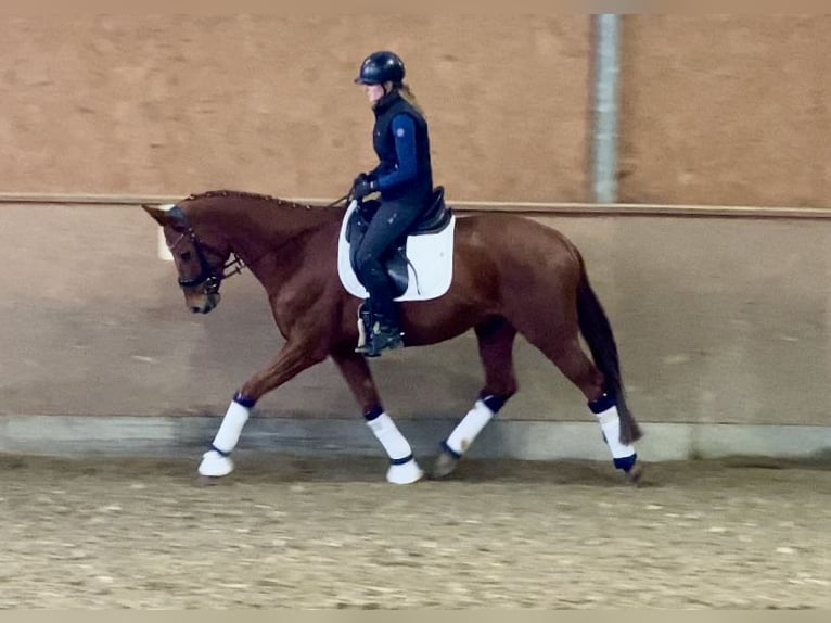 Oldenburgo Caballo castrado 5 años 168 cm Alazán in Hude (Oldenburg)