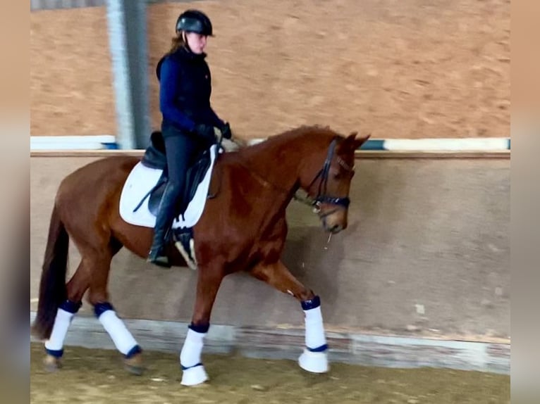 Oldenburgo Caballo castrado 5 años 168 cm Alazán in Hude (Oldenburg)