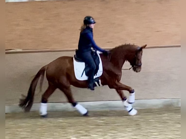 Oldenburgo Caballo castrado 5 años 168 cm Alazán in Hude (Oldenburg)