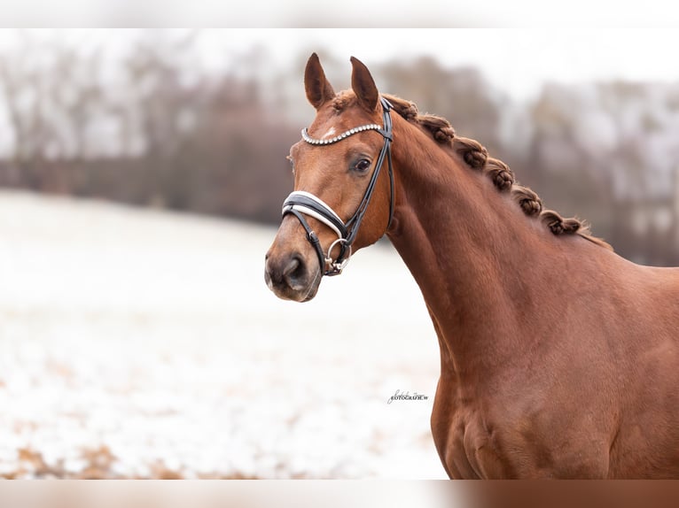 Oldenburgo Caballo castrado 5 años 168 cm Alazán in Lehrberg