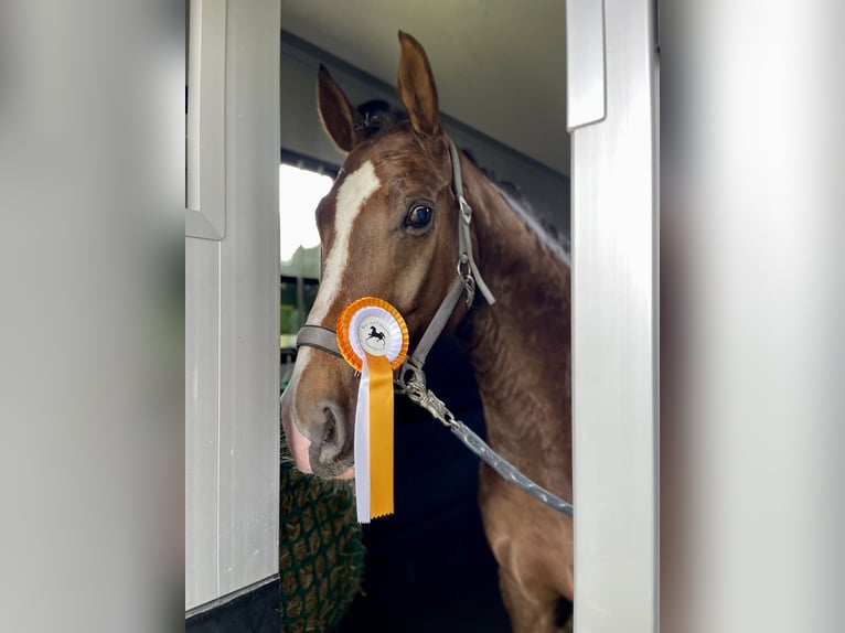 Oldenburgo Caballo castrado 5 años 168 cm Alazán-tostado in Lohne (Oldenburg)