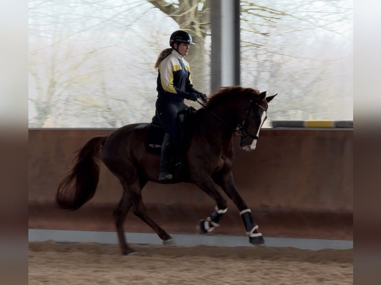 Oldenburgo Caballo castrado 5 años 168 cm Alazán-tostado in Sant’Angelo Lodigiano